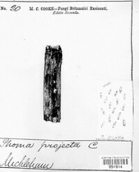Macrophoma projecta image